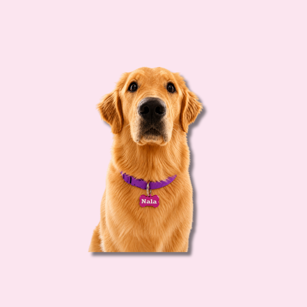 Personalized Pet Name Tag